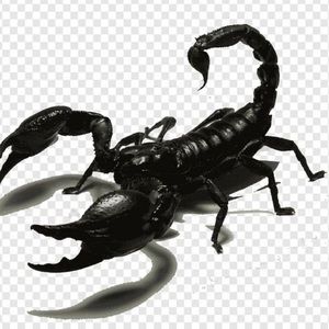 Meet your Posher, Raymond